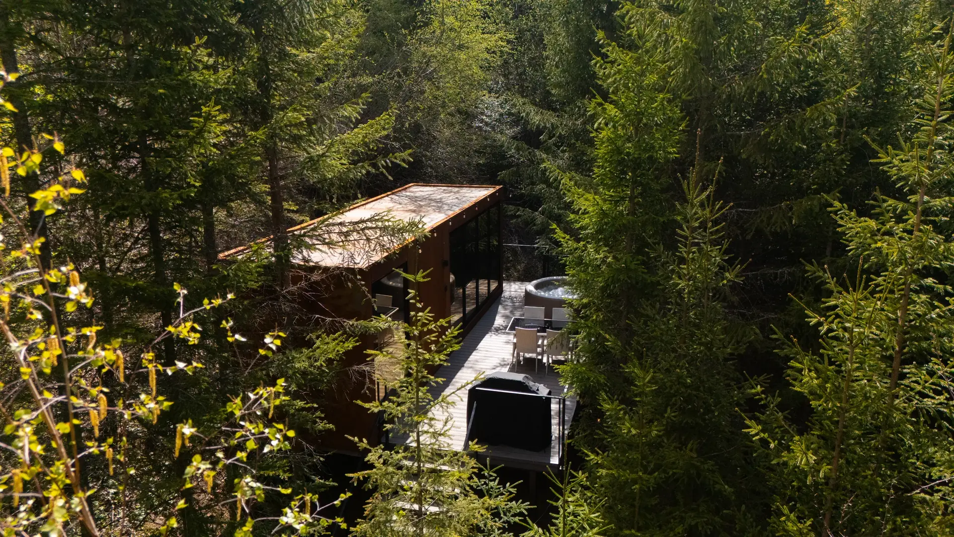 Luna in the spruce forest, from the air